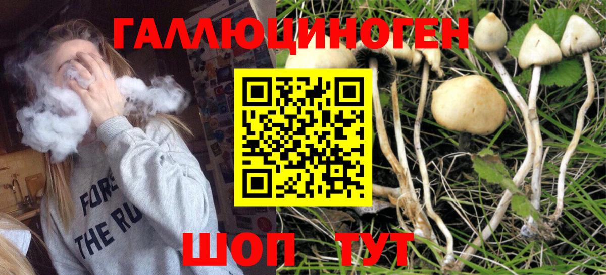Псилоцибиновые грибы GOLDEN TEACHER Каменка